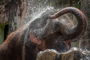 elephant spraying water on its ears to stay cool