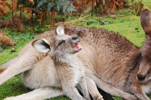 kangaroo spitting on arm to keep cool