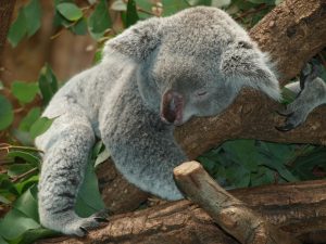 koala hugging a tree to stay cool