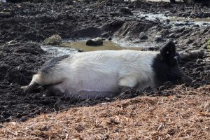 pig in mud to keep cool
