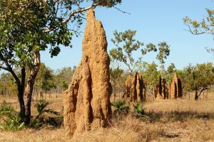termite mound with system to keep cool